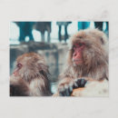 Recherche de deux singes posters Macaque