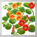 Search for nasturtium art Gardening