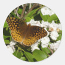 Search for mountain laurel stickers Nature