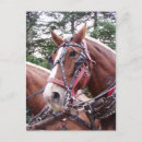 Search for wagoner postcards Cowboy