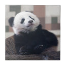 Recherche de pandas carreaux Drôle
