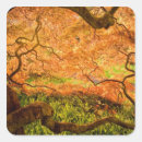 Search for maple tree stickers Nobody