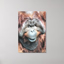 Search for orangutan canvas prints Wild animals