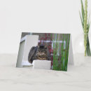 Recherche de maine coon cards Chat de coon principal