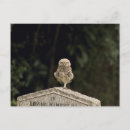 Search for little owl postcards Wildlife