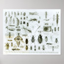 Search for beetle bug posters Bugs
