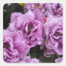 Search for lisse stickers Europe