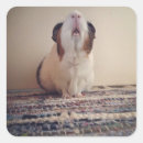 Recherche de cobaye autocollants Rongeur