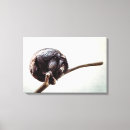 Recherche de chimpanze posters Moderne