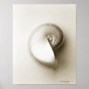 Search for nautilus shells posters Animals