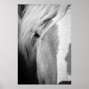 Search for black and white horse photography art Nature
