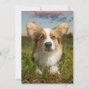 Search for yard cards Pembroke welsh corgi