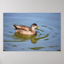 Recherche de duck posters Canard colvert
