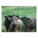 Search for bovin posters Livestock