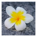 Recherche de spa posters Jaune