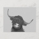 Search for scottish highland cow postcards Nature