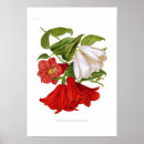 Search for bellflower art Floral