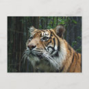 Recherche de tigre sumatran cartes postales Gros chats