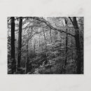 Recherche de forêt noire cartes postales Nature