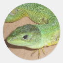 Recherche de lézard vert autocollants Faune