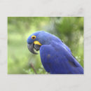 Recherche de griffes cartes postales Sauvage