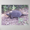 Search for snapping turtle Wildlife