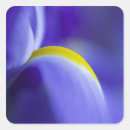 Search for iris flower stickers Abstract