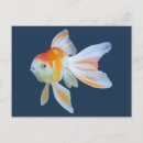 Search for fantail postcards Orange