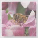 Search for polinate Bees