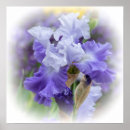 Recherche de barbu posters Floral