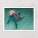 Recherche de dauphins cartes postales Animaux