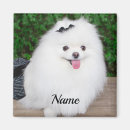 Search for fluffy white magnets Animal