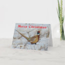 Search for pheasant cards Phasianus colchicus