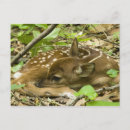Search for np postcards Forest