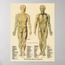 Recherche de artères posters Anatomie