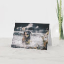 Search for play ball cards Pet