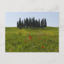 Recherche de scène tranquille cartes postales Arbre