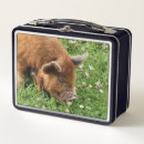 Search for pig lunch boxes Farm animals