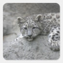 Search for snow leopard stickers Cub
