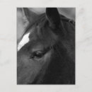 Recherche de profil de cheval cartes postales Profile