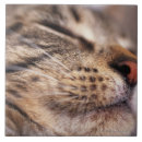 Search for sleeping tiles Tabby