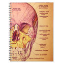 Recherche de anatomie carnets Crâne