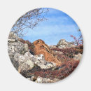 Search for hares magnets Wild animal