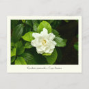 Search for jasmine flowers postcards White