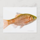 Search for fish swimming postcards Side view
