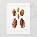 Search for molluscs postcards Wildlife