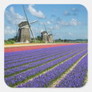 Recherche de jacinthe autocollants Nature