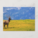 Search for estes postcards Park