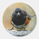 Search for brown eye magnets Bird