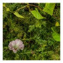 Search for solid posters Mauve